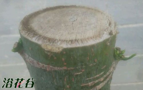 发财树打顶（图解）