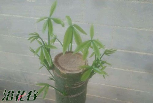 发财树打顶（图解）