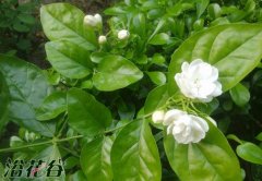 茉莉花秋冬浇水