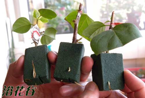 花泥可以种植物吗