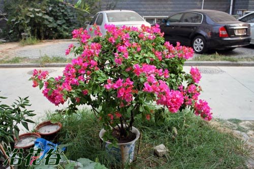 三角<a href='https://www.861230.com/guanhuazhiwu/9.html' target='_blank'><u>梅</u></a>修剪的心得