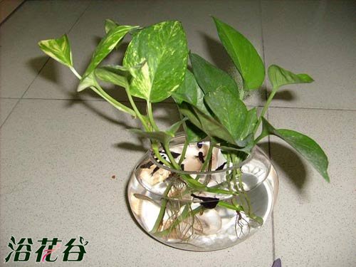 绿萝水养好还是土养好
