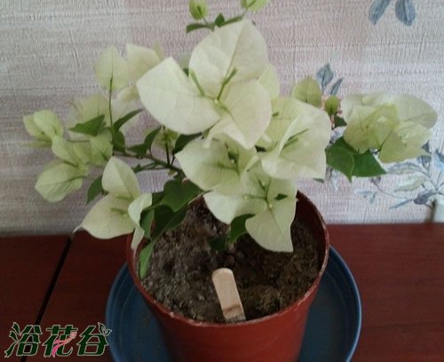 三角<a href='https://www.861230.com/guanhuazhiwu/9.html' target='_blank'><u>梅</u></a>浇水太多怎么办
