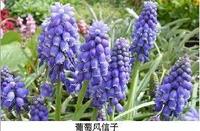 葡萄<a href='https://www.861230.com/guanhuazhiwu/7.html' target='_blank'><u>风信子</u></a>的栽培要点