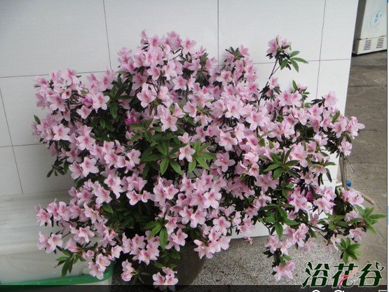 <a href='https://www.861230.com/guanhuazhiwu/31.html' target='_blank'><u>映山红</u></a>冬天落叶吗