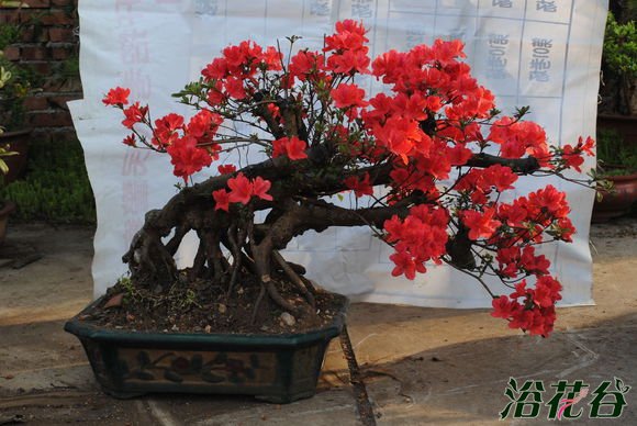 <a href='https://www.861230.com/guanhuazhiwu/31.html' target='_blank'><u>映山红</u></a>冬天落叶吗