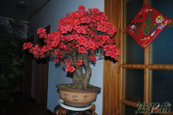 <a href='https://www.861230.com/guanhuazhiwu/31.html' target='_blank'><u>映山红</u></a>冬天落叶吗