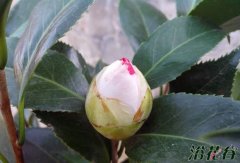 茶花什么时候开花(时间)