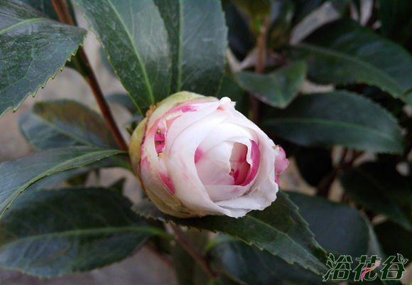 <a href='https://www.ahuacao.com/guanhuazhiwu/52.html' target='_blank'><u>茶花</u></a>什么时候开花(时间)