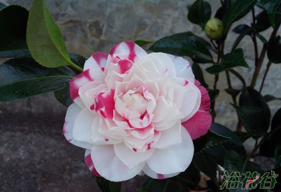 <a href='https://www.ahuacao.com/guanhuazhiwu/52.html' target='_blank'><u>茶花</u></a>什么时候开花(时间)
