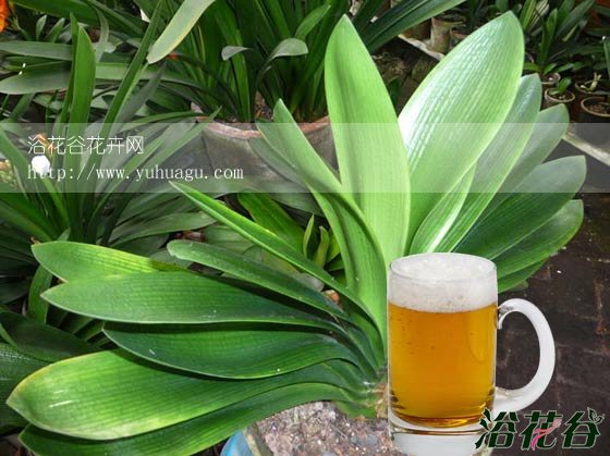 用啤酒擦<a href='https://www.861230.com/guanhuazhiwu/6588.html' target='_blank'><u>君子兰</u></a>好吗？