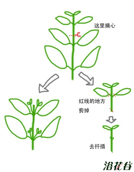 植物摘心图解
