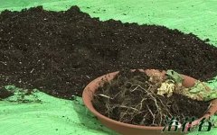 养花的旧土还能用吗