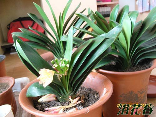 <a href='https://www.861230.com/guanhuazhiwu/6588.html' target='_blank'><u>君子兰</u></a>对环境因素有哪些要求（花友篇）