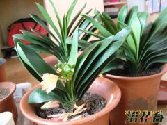 君子兰对环境因素有哪些要求（花友篇）