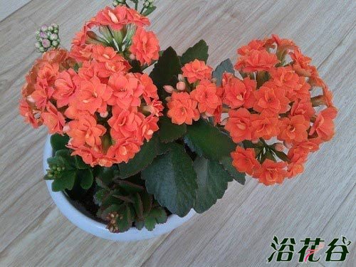 长寿花一年开几次花