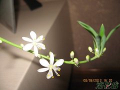 吊兰开花后怎么办