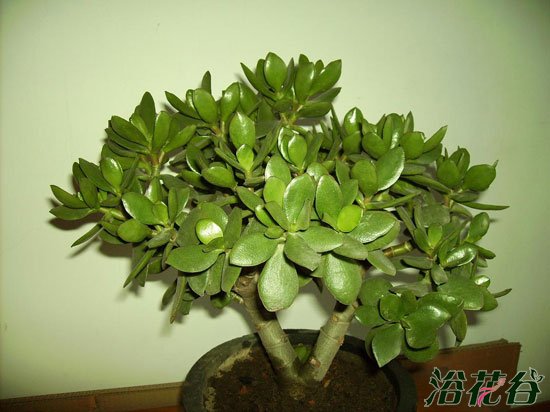 玉树适合室内养吗(客观分析)