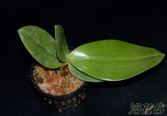 干水苔怎么用
