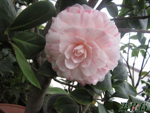 <a href='https://www.ahuacao.com/guanhuazhiwu/52.html' target='_blank'><u>茶花</u></a>施肥的几个误区