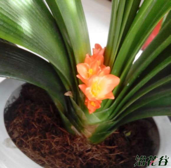<a href='https://www.861230.com/guanhuazhiwu/6588.html' target='_blank'><u>君子兰</u></a>为什么夹箭
