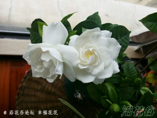 <a href='https://www.861230.com/guanhuazhiwu/11.html' target='_blank'><u>栀子花</u></a>什么时候开放