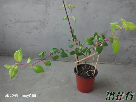 <a href='https://www.861230.com/guanhuazhiwu/6749.html' target='_blank'><u>倒挂金钟</u></a>修剪(图)