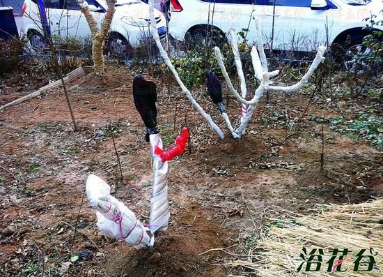 花草如何过冬