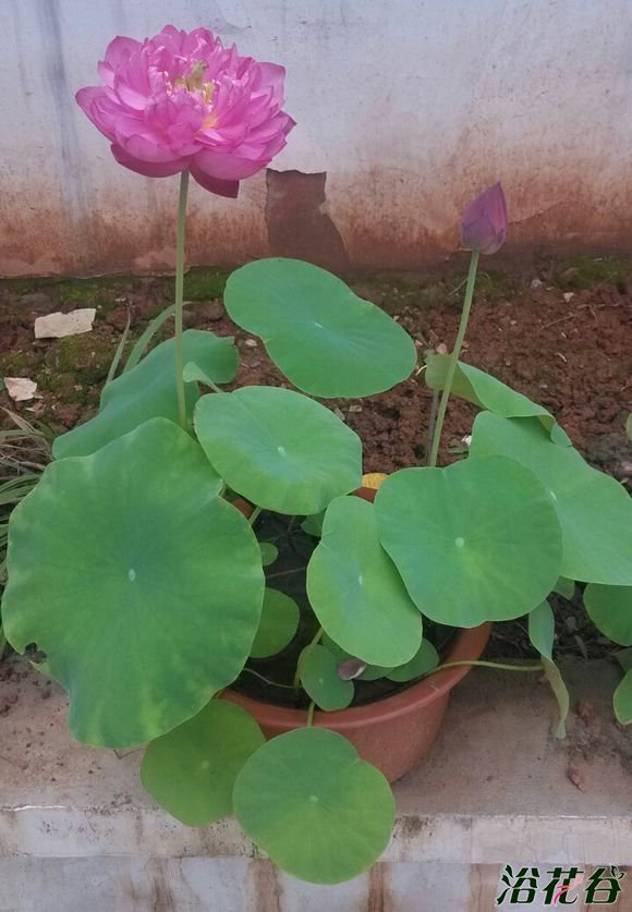 碗莲什么时候种植