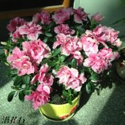 北方养杜鹃花的度夏方法