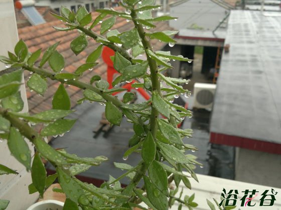 青叶麒麟嫁接的要点