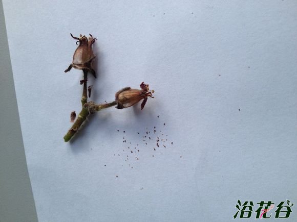 熊童子开花会死吗