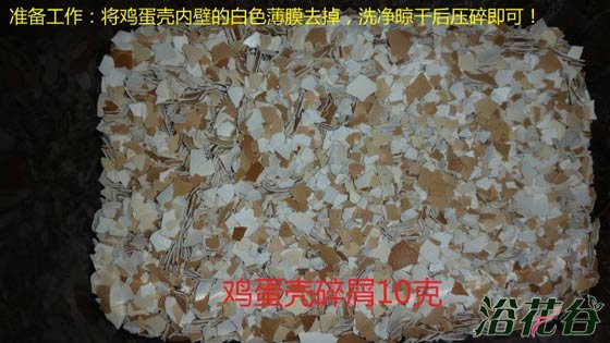 非洲紫罗兰怎么养（土壤篇）