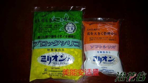 非洲紫罗兰怎么养（土壤篇）