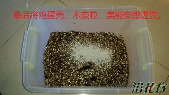 非洲紫罗兰怎么养（土壤篇）