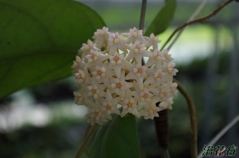 <a href='https://www.861230.com/guanhuazhiwu/6770.html' target='_blank'><u>球兰</u></a>怎样才能开花