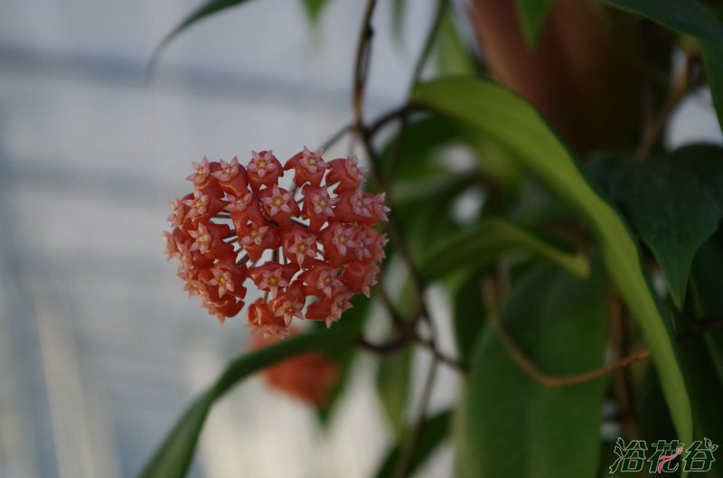 <a href='https://www.861230.com/guanhuazhiwu/6770.html' target='_blank'><u>球兰</u></a>怎样才能开花