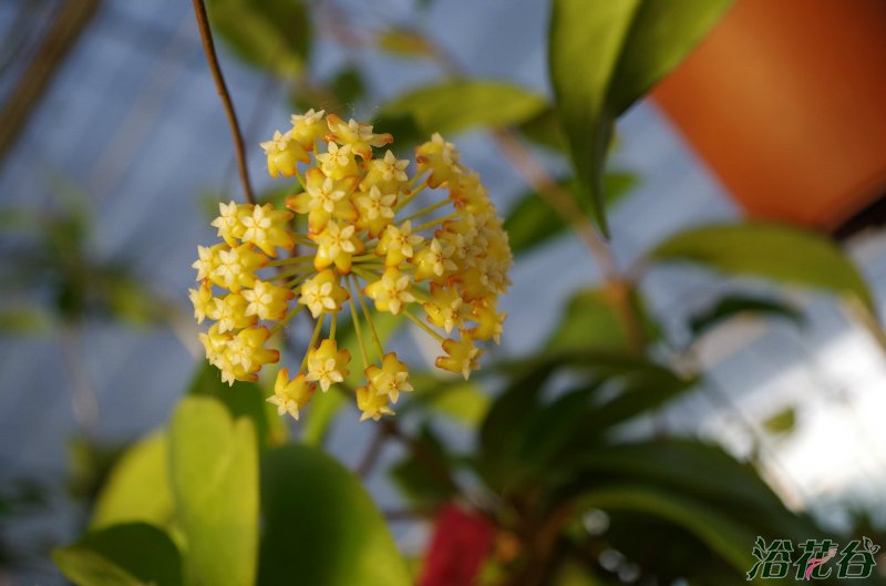 <a href='https://www.861230.com/guanhuazhiwu/6770.html' target='_blank'><u>球兰</u></a>怎样才能开花