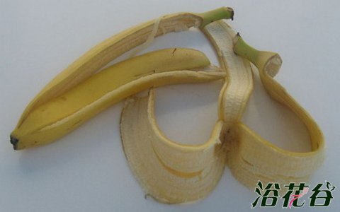 香蕉皮可以做花肥吗