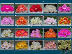 死不了花怎么养