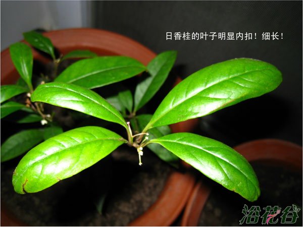日香桂和四季桂的区别【图文】