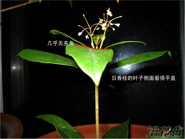 日香桂和四季桂的区别【图文】