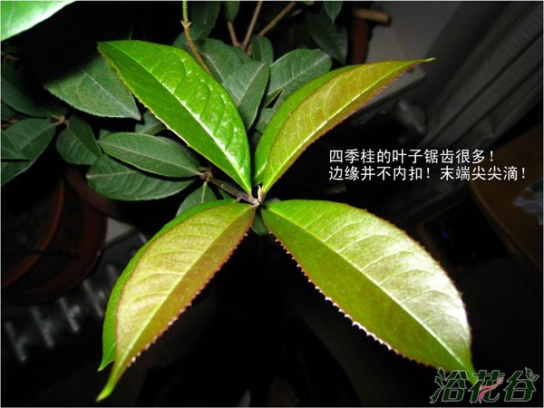 日香桂和四季桂的区别【图文】