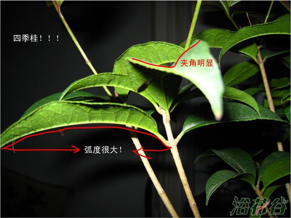 日香桂和四季桂的区别【图文】