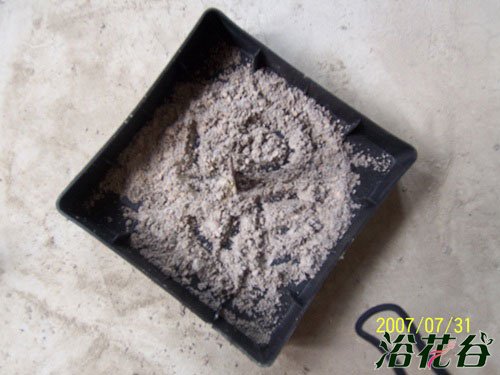 蚊香灰可以放花盆里吗