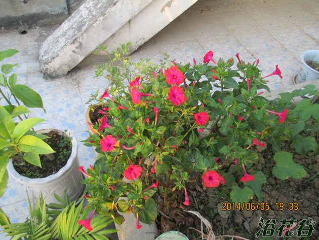 <a href='https://www.861230.com/guanhuazhiwu/6708.html' target='_blank'><u>夜来香</u></a>什么时候开花