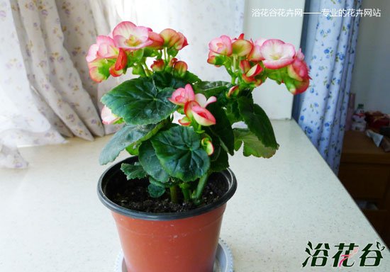<a href='https://www.861230.com/guanhuazhiwu/6747.html' target='_blank'><u>丽格海棠</u></a>花期