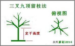 盆栽香椿树修剪实例