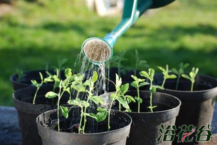 什么时候给花浇水最好