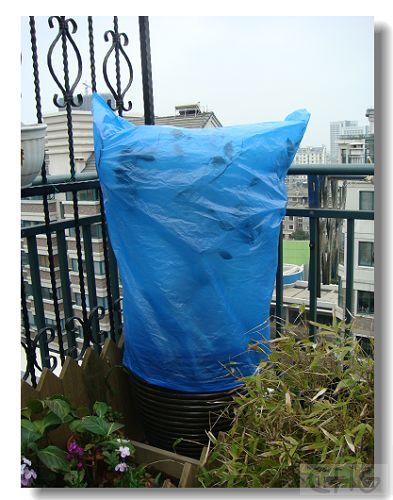 三角<a href='https://www.861230.com/guanhuazhiwu/9.html' target='_blank'><u>梅</u></a>冬天落叶吗